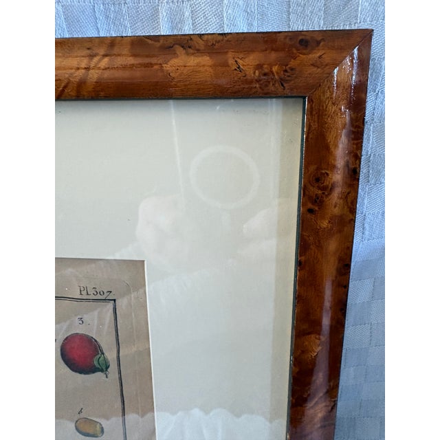 Pair of Hand Colored 19th C Engravings of Fruit For Sale - Image 4 of 18