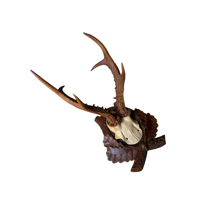 Roe deer trophy on wood plaque with oak leaves