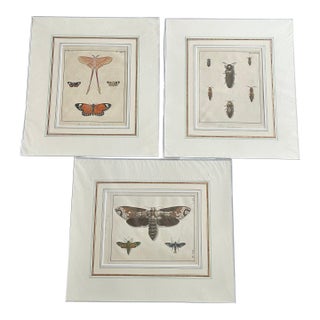 Antique Natural History Entomology Butterfly & Beetle Art Prints Set of Three For Sale