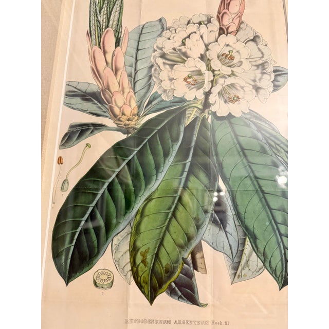 Antique botanical original chromolithography (color lithography) print titled 'Rhododendrum Argenteum'. c. 1849 Museum...