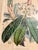 Antique botanical original chromolithography (color lithography) print titled 'Rhododendrum Argenteum'. c. 1849 Museum...