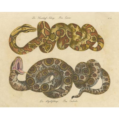 Karl Joseph Brodtmann, Boa Constrictor Snake, 1816, Lithograph For Sale - Image 3 of 9