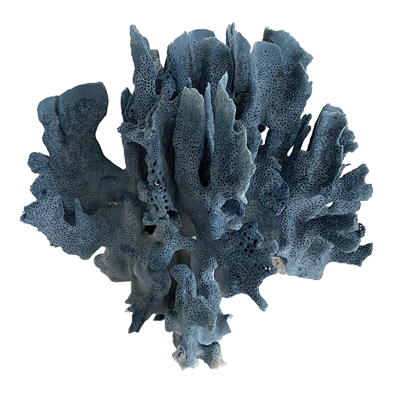 Natural Blue Coral Specimen Coastal Beach Decor Chairish