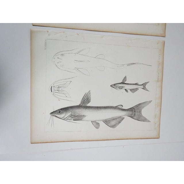 Mid 19th Century Us Pacifc Railroad Fish Lithograph Book Plate - Set of 3 For Sale - Image 4 of 8