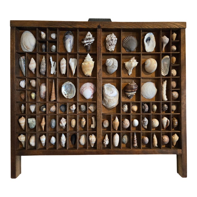 Antique Hamilton Letterpress Printer Tray Drawer With Natural Specimen Shells For Sale