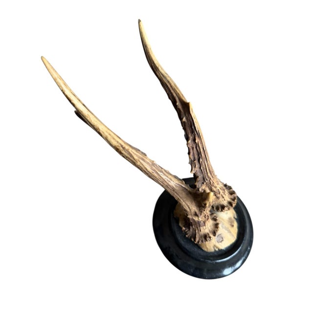 Cabin Roe Deer Trophy 790 Black Forest Antlers For Sale - Image 3 of 5