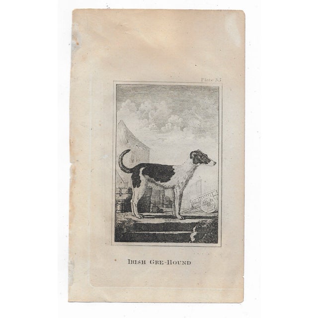 Antique engraving of "Irish Gre-Hound" by Georges-Louis Leclerc, Comte de Buffon (1707-1788) from an English printing of...