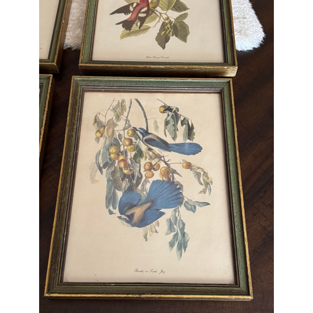 Wood Vintage Audubon-Style Framed Bird Prints — Set of Four For Sale - Image 7 of 12