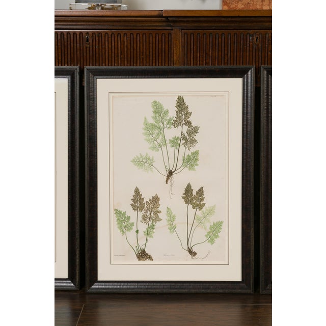 Glass Set of Four 19th Century English Victorian Nature Printed Ferns in Black Frames For Sale - Image 7 of 12
