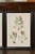 Glass Set of Four 19th Century English Victorian Nature Printed Ferns in Black Frames For Sale - Image 7 of 12
