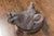 English 1880s Terracotta Hog Head Mounted on New Custom Circular Iron Frame For Sale - Image 12 of 12