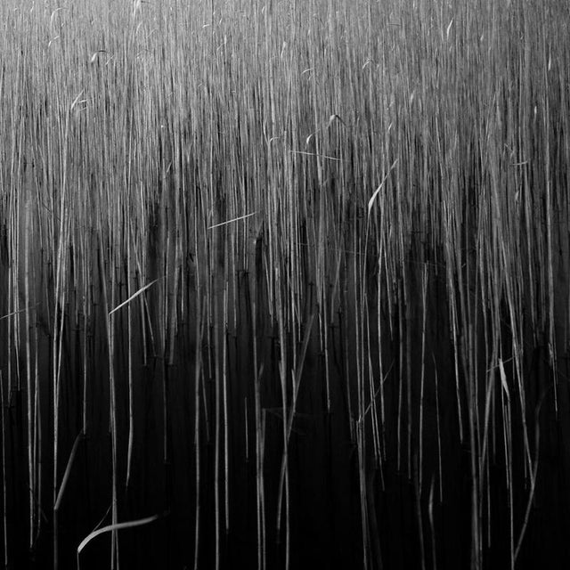 Not Yet Made - Made To Order Paul Cooklin, Water Reeds VII, Edition of 50 For Sale - Image 5 of 5