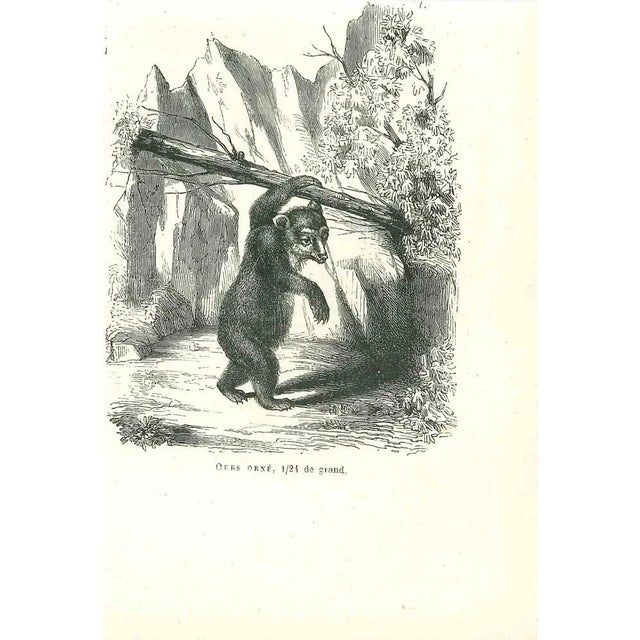 The Bear is an original lithograph on ivory-colored paper, realized by Paul Gervais (1816-1879). The artwork is from The...