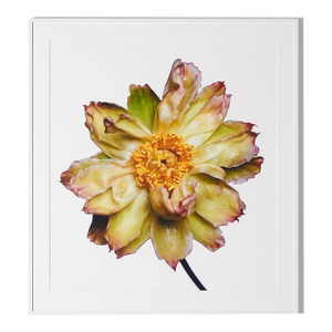 Green Lotus Peony, Framed Photograph, 51 x 56