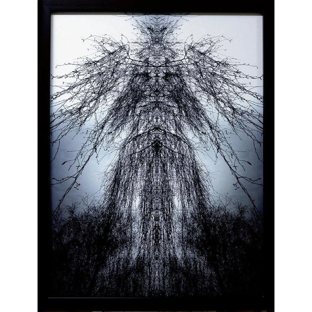 Figura Fitomorfa - Original Photograph by Claudio Palmieri - 2006 2006 For Sale - Image 3 of 3