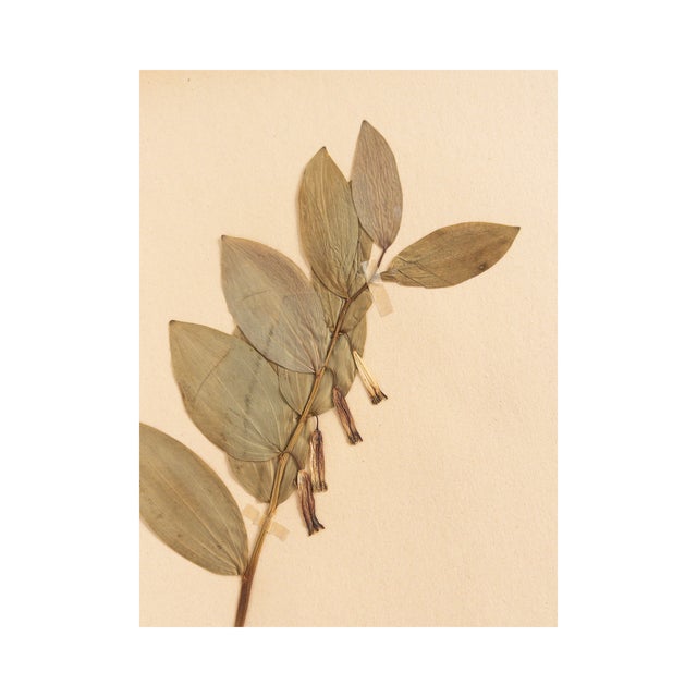 Vintage Swedish Herbarium - Solomon's Seal, Circa 1945 A fabulous specimen