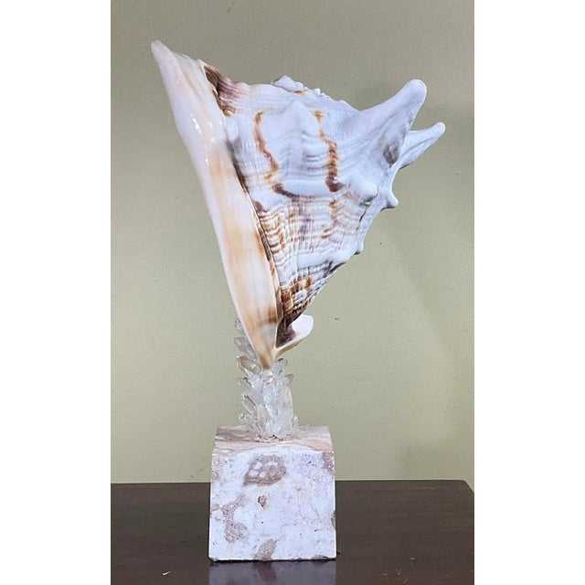 Fantastic Atlantic sea shell professionally mounted on a natural coral base, artistically hand embedded with small rocks...