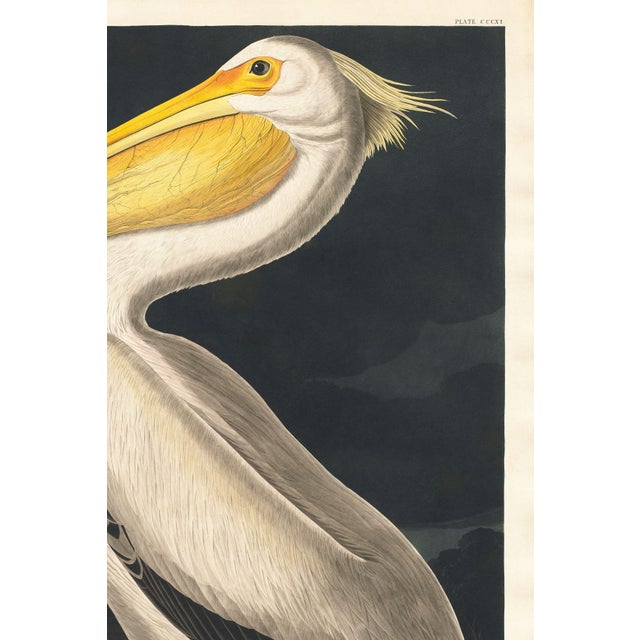 Black American White Pelican (Audubon), Vintage Art Print Reproduction, 32″ × 48″ For Sale - Image 8 of 11