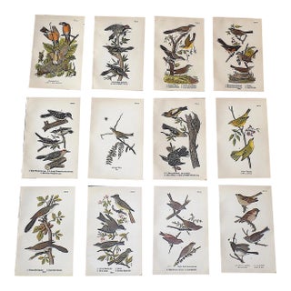 Antique 19th Century American Bird Lithographs - Set of 12 For Sale
