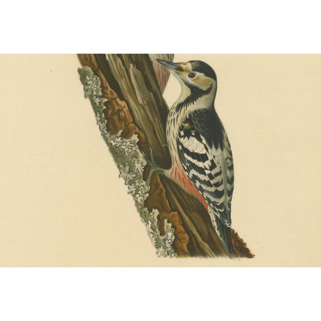 Paper Swedish White-Backed Woodpecker on Woodland Trunk with Bird Print, 1929 For Sale - Image 7 of 10