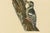 Paper Swedish White-Backed Woodpecker on Woodland Trunk with Bird Print, 1929 For Sale - Image 7 of 10