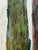Contemporary My Redwood Tree, Painting by Lisa Lightman For Sale - Image 3 of 7