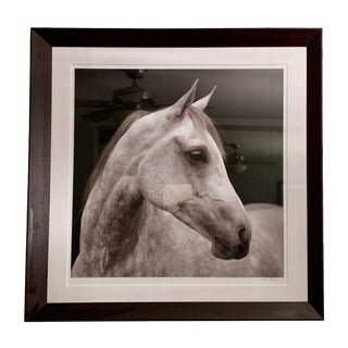 Framed Archival Art Horse Print by Susan Friedman For Sale