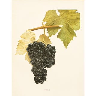 1900s U. P. Hedrick, Original Antique Photogravure of Othello Grapes For Sale