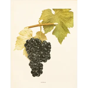 1900s U. P. Hedrick, Original Antique Photogravure of Othello Grapes
