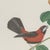 Descourtilz, Red Tanagers, Brazilian Bird Print,1944, Paper For Sale - Image 4 of 12