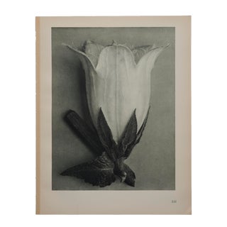 Original Kal Blossfeldt Photogravure Botanical Print For Sale