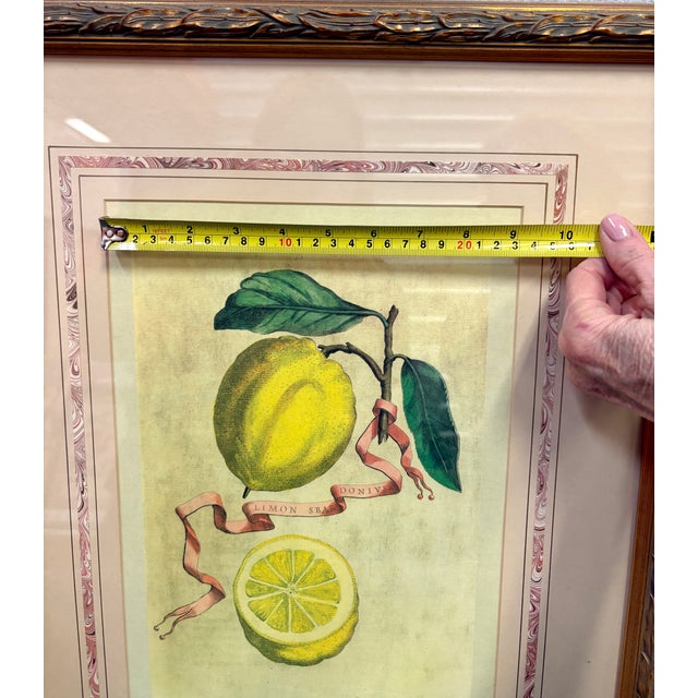 Vintage Framed “Limon Sbardonius” Lemon Citrus Botanical Print After Giovanni Battista Ferrari For Sale - Image 10 of 11