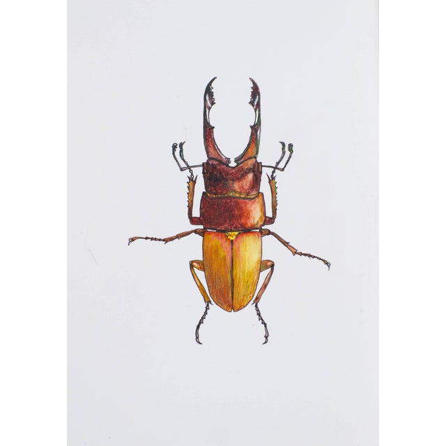 Contemporary Juris Utans, Clingy Brown Beauty, 2021, Mixed Media on Paper For Sale - Image 3 of 3