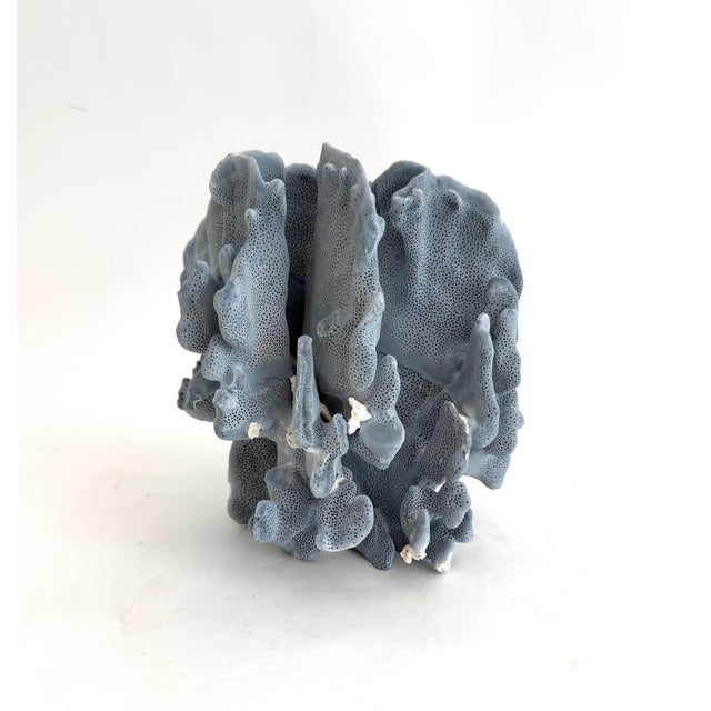 Natural Blue Coral specimen with cut and polished base to protect surfaces. Each piece is cleaned and trimmed from its...