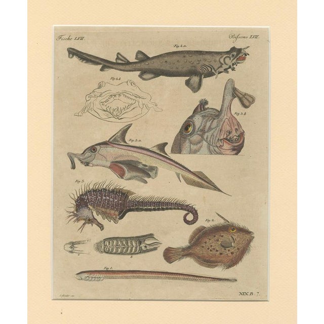 Hollywood Regency Bertuch, Seahorse, Frilled Shark & Curious Fish, 1821, Engraving For Sale - Image 3 of 9