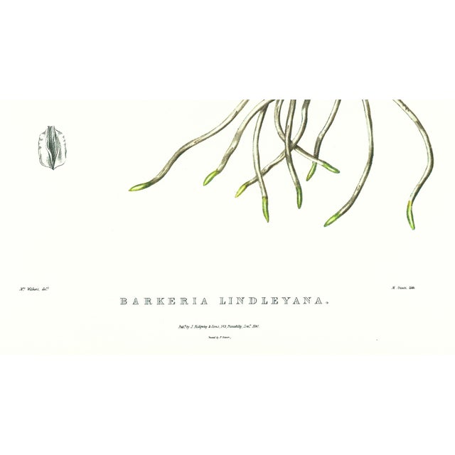 Realism Large 1973 Orchid Flower Lithograph "Barkeria Lindleyana" (Lindley's Barkeria) After James Bateman For Sale - Image 3 of 7