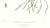 Realism Large 1973 Orchid Flower Lithograph "Barkeria Lindleyana" (Lindley's Barkeria) After James Bateman For Sale - Image 3 of 7