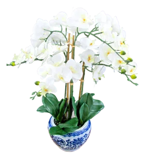 Triple White Phalaenopsis Orchid in Blue White Asian Pot Arrangement