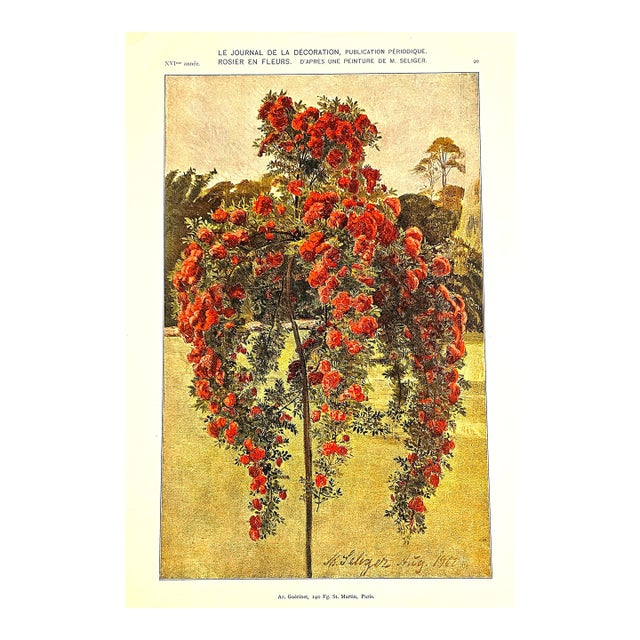 1902 French Botanical Chromolithograph-Roses For Sale