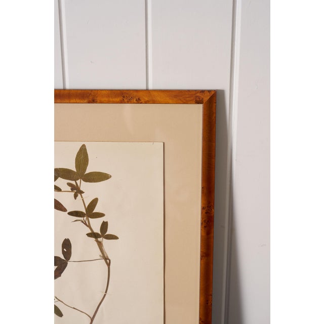 Traditional Framed Herbarium (Finland, C. 1928-30) Float Mount in Custom Burl Frame For Sale - Image 3 of 6