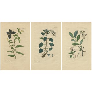 Nicolaas Meerburgh, IV, V, and VI from Afbeeldingen van Zeldzaame Gewassen, 1775, Paper, Set of 3 For Sale