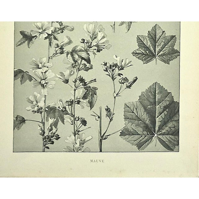 1902 Set of 3-Antique French Botanicals- Phlox, Bluets, Mallow, Documentation For Sale - Image 10 of 14