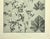 1902 Set of 3-Antique French Botanicals- Phlox, Bluets, Mallow, Documentation For Sale - Image 10 of 14