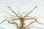 Brutalist Tree-Shaped Coffee Table from Salvino Marsura, Italy, 1970s For Sale - Image 11 of 17