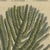 Bertuch, Norfolk Island Pine Branch and Cone, 1815, Print For Sale - Image 9 of 12