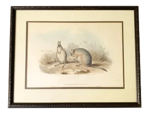 Antique Richter Original Hand Painted "Halmaturus Derbianus: Gray" Scientific Lithograph Artwork