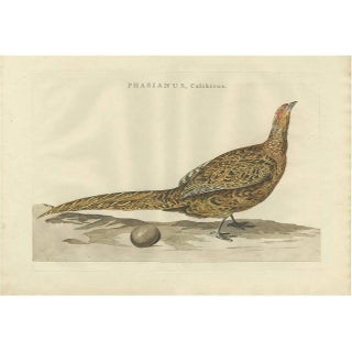 Sepp & Nozeman, Common Pheasant, 1789, Paper For Sale