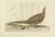 Sepp & Nozeman, Common Pheasant, 1789, Paper For Sale