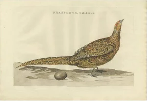 Sepp & Nozeman, Common Pheasant, 1789, Paper
