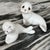 Vintage Oxford Maritime Seal Figures - A Pair For Sale - Image 15 of 18